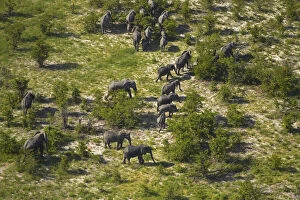 Elephant, Okavango Delta, Botswana, Africa