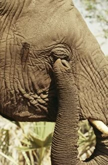 Elephant - Rubbing eye with trunk