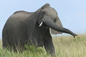 Images Dated 3rd July 2012: Elephant on the savannah, Maasai Mara National