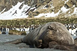Images Dated 25th October 2015: Elephant Seal adult male scratching its skin