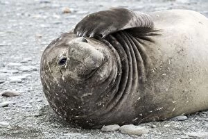 Images Dated 23rd October 2015: Elephant Seal adult male scratching its skin