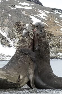 South Georgia Gallery: Elephant Seal adult males fighting