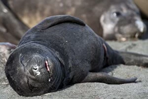 South Georgia Gallery: Elephant Seal pup sleeping on the beach with