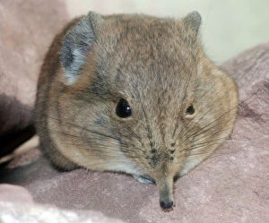 Nose Collection: Elephant shrew- Africa