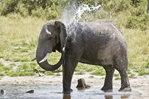 Splashing Prints: Elephant - Splashing itself with water - In Musth - Okavango - Botswana