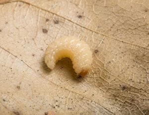 Images Dated 7th October 2008: Elephant Weevil - larva