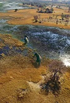 Crossing Prints: Elephants - aerial view CRH 911 M Crossing flooded plain Okavango