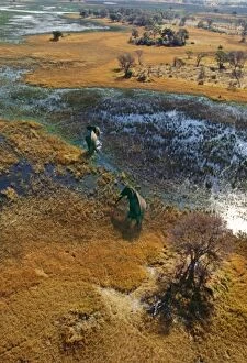 Elephants - aerial view, crossing flooded plain
