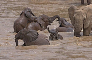 Elephants bathing in the river, Samburu