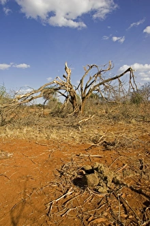 Images Dated 22nd February 2006: Elephants competing for food strip bark off trees in the Ngulia Black Rhino Sanctuary in Kenya's