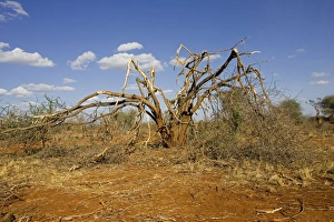 Images Dated 22nd February 2006: Elephants competing for food strip bark off trees in the Ngulia Black Rhino Sanctuary in Kenya's