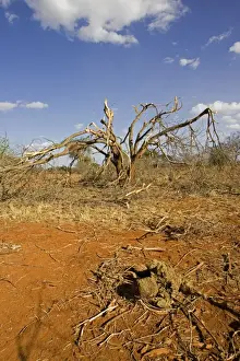 Hills Prints: Elephants competing for food strip bark off trees in the Ngulia Black Rhino Sanctuary in Kenya's Tsavo National