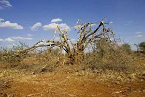 Elephants competing for food strip bark off trees in the Ngulia Black Rhino Sanctuary in Kenya's Tsavo National Park West. This is a protected stronghold for the highly endangered Black or Hook-lipped rhinoceros which is now a CITES Appendix 1