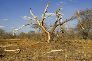 Images Dated 22nd February 2006: Elephants competing for food strip bark of trees in the Ngulia Black Rhino Sanctuary in Kenya's