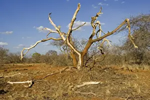 Destruction Prints: Elephants competing for food strip bark of trees in the Ngulia Black Rhino Sanctuary in Kenya's Tsavo National Park