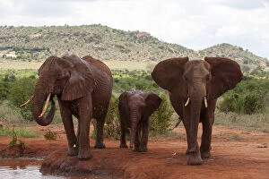 Elephants and cub (Loxodonta africana)