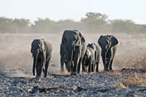 Elephants - group approaching water hole - Etosha National Park - Namibia