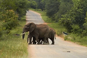 Elephants (Loxodonta africana) crossing
