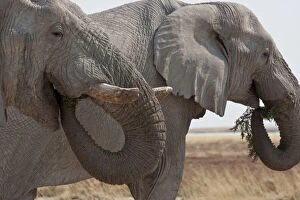 Burchellii Gallery: Two elephants (Loxodonta Africana) eating