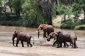 Elephants (Loxodonta africana), Tsavo East