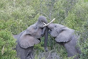 Images Dated 7th January 2009: Elephants - Play fighting - Maasai Mara North Reserve Kenya