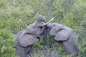 Elephant Prints: Elephants - Play fighting - Maasai Mara North Reserve Kenya