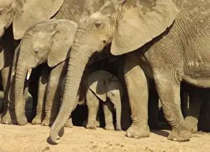 Sheltering Prints: Elephants protecting their calves - Close up of adult elephants