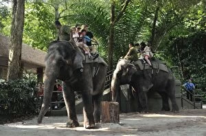 Images Dated 10th August 2012: Elephants - tourists riding Elephants