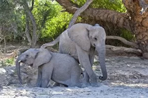 Elephants - young elephants getting up after resting in shade