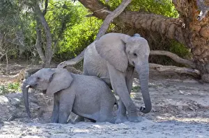 In Shade Prints: Elephants - young elephants getting up after resting in shade - Namibia
