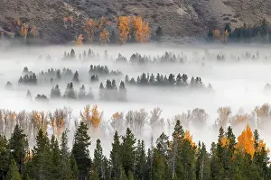 Elevated view of aspen and cottonwood trees in morning mist along Snake River, Grand Teton National Park, Wyoming Date: 30-09-2021