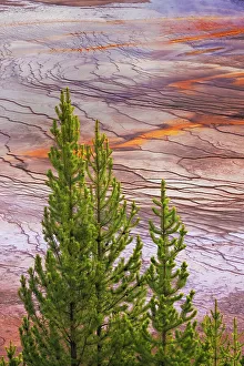 Fall Collection: Elevated view of Grand Prismatic spring and colorful bacterial mat, Yellowstone National Park