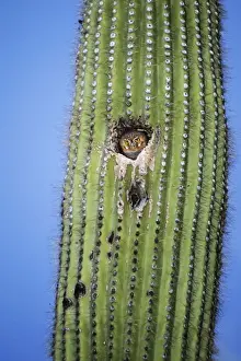 Cacti Prints: Elf Owl