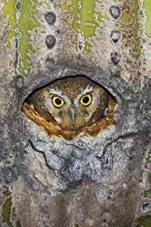 Images Dated 21st March 2010: Elf Owl - in nest cavity in Saguaro (Carnegiea gigantea)