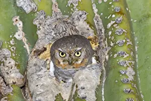 Elf Owl. In nest cavity in saguaro, Carnegiea gigantea. Southeast Arizona in March. USA