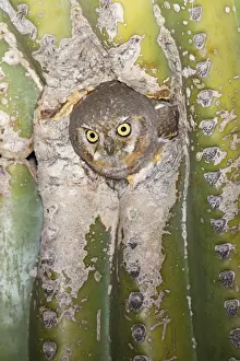 Elf Owl - in nest cavity in Saguaro (Carnegiea gigantea) Southeast Arizona in March. USA