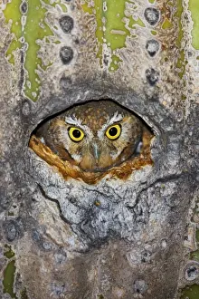 Elf Owl - in nest cavity in Saguaro (Carnegiea gigantea) Southeast Arizona in March. USA