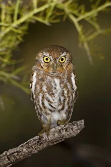 Elf Owl. Outside nest site