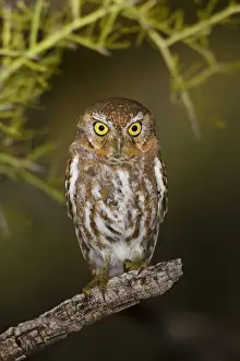 Cactus Prints: Elf Owl. Outside nest site. Southeast Arizona in March. USA