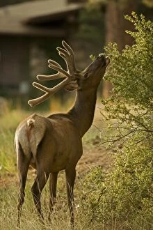 Elk - browsing