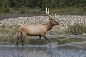 Rocky Mountains Gallery: Elk - bull crossing a river - Jasper National park, Canada