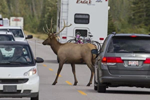 Rocky Mountains Gallery: Elk - bull crossing a road - Jasper National park, Canada