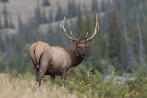Rocky Mountains Gallery: Elk - bull - Jasper National park, Canada