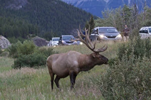 Rocky Mountains Gallery: Elk - bull near to a road - Jasper National park, Canada