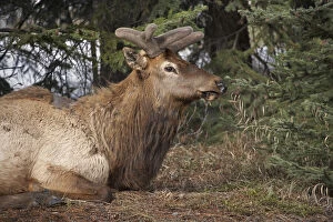 Banff Gallery: Elk (Cervus canadensis), Banff, Banff National