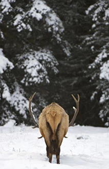 Toed Gallery: Elk, Cervus elaphus, Banff National Park