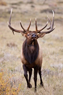 Elk (Cervus elephus) bull herding harem