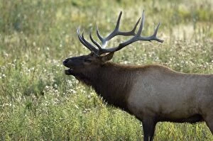 Images Dated 20th September 2007: Elk Male bellowing to round up his females Maddison Valley, Yellowstone NP USA