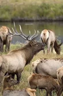 Wapiti Prints: Elk Male calling to round up his females Maddison Valley Yellowstone NP USA