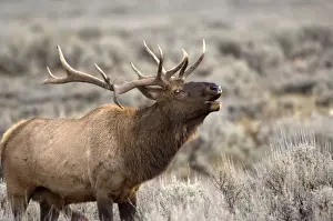 Wapiti Prints: Elk Male calling to ward off other males Grand Teton NP USA